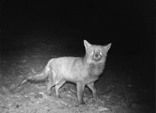 Cámara de caza Coolife PH700A