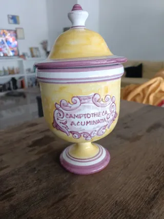 Albarelo CAMPTOTHECA ACUMINATA