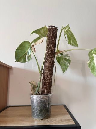 Monstera Albo Variegata