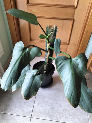 Philodendron 'Silver Sword' Planta