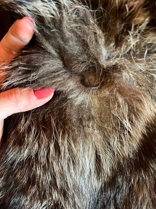 Pelliccia di marmotta marrone - prezzo trattabile