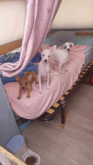 Transportín para perros o gatos