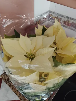 Flor de Pascua Blanca