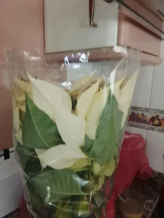 Flor de Pascua Blanca