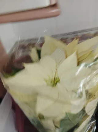 Flor de Pascua Blanca