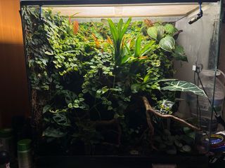 Terrario Tropical Plantas