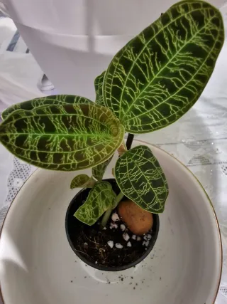 Macodes,orquidea joya