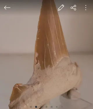 Diente Fósil Otodus Obliquus Amonites. Para Eric