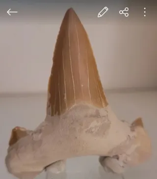 Diente Fósil Otodus Obliquus Amonites. Para Eric