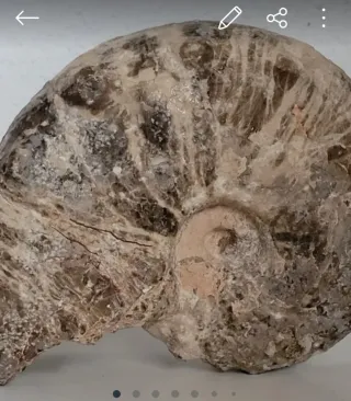 Diente Fósil Otodus Obliquus Amonites. Para Eric