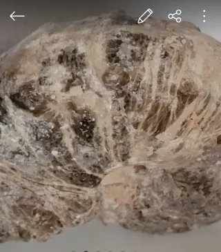 Diente Fósil Otodus Obliquus Amonites. Para Eric