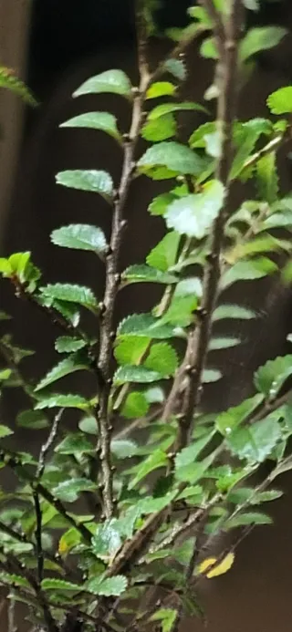 Bonsái Olmo Chino Seiju hokkaido