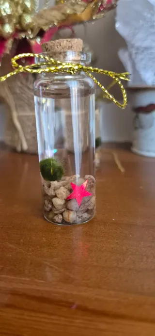 Marimo BABY portafortuna in bottiglia