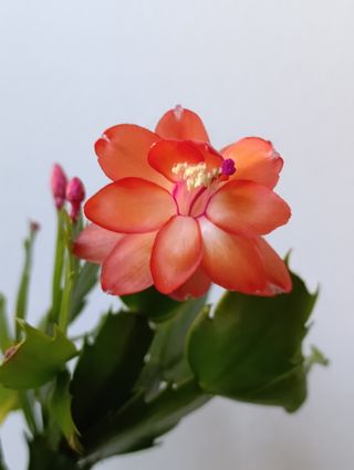 Cactus di Natale Schlumbergera Arancio rosso