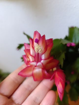 Cactus di Natale Schlumbergera Arancio rosso