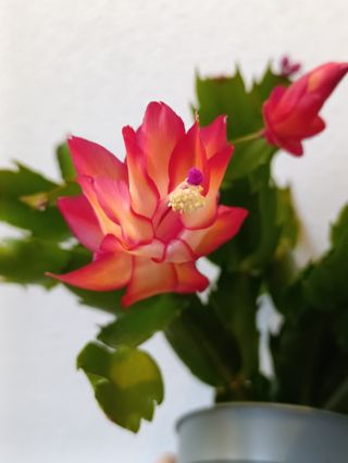 Cactus di Natale Schlumbergera Arancio rosso
