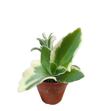 Kalanchoe Laciniata Variegata Pianta Grassa