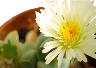 Mix 5 Piante Succulente Fiorite