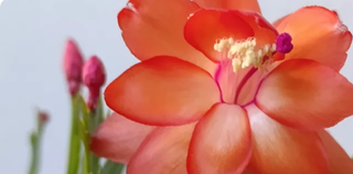 Mix 5 Piante Succulente Fiorite