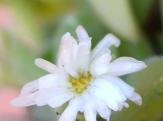 Mix 5 Piante Succulente Fiorite