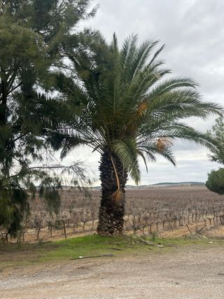 Plantas ornamentales