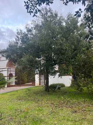 Plantas ornamentales