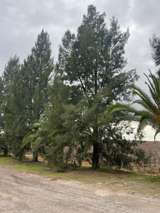 Plantas ornamentales