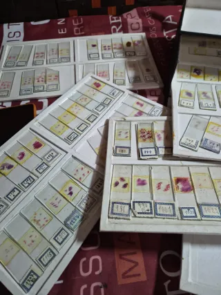 Colección Anatomía Patológica