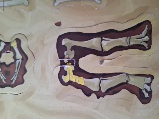 Juego de mesa Dino Bones