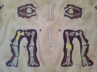 Juego de mesa Dino Bones