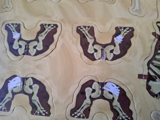 Juego de mesa Dino Bones