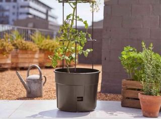 Macetas sin usar para tomateras Lidl (3 unidades)