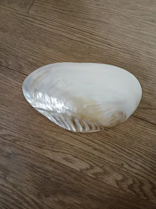 Conchiglia madreperla