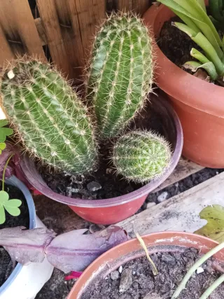 Pianta grassa cactus