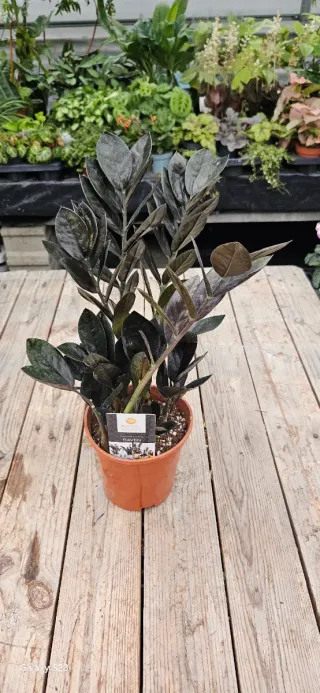 Zamioculta raven "Preta"