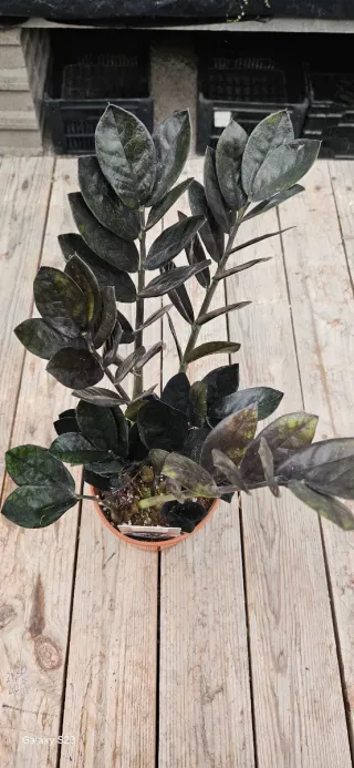 Zamioculta raven "Preta"