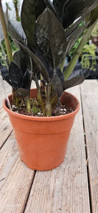 Zamioculta raven "Preta"