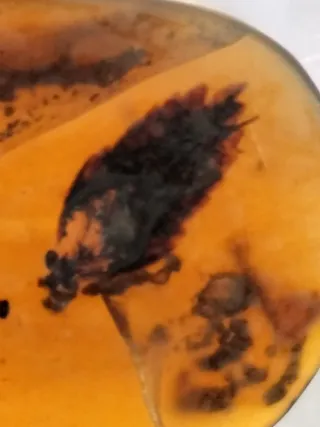 Lote 2 piezas ámbar