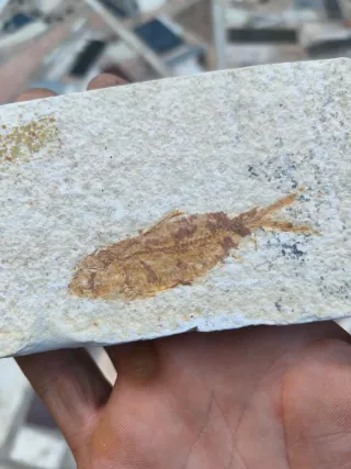 Fósil de pez en piedra