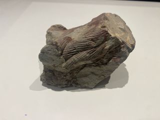 FOSILES TRILOBITES DE LAS URDES (Batuecas).