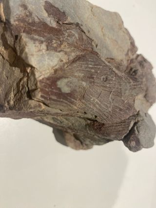 FOSILES TRILOBITES DE LAS URDES (Batuecas).