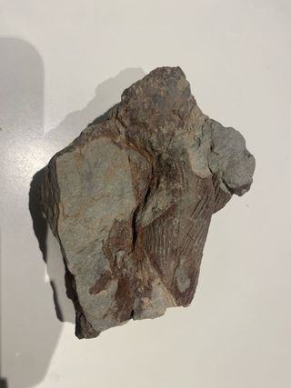 FOSILES TRILOBITES DE LAS URDES (Batuecas).