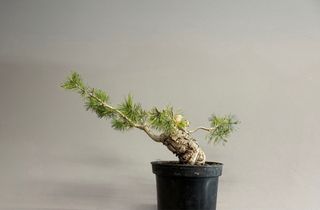 Pinus Sylvestris Bonsái