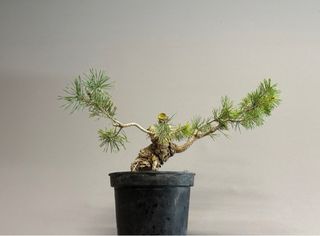 Pinus Sylvestris Bonsái