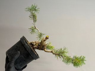 Pinus Sylvestris Bonsái