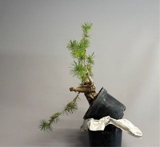 Pinus Sylvestris Bonsái