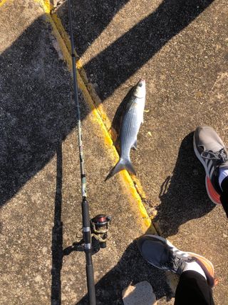 Caña Mitchell Tanager Camo Telescópica