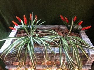 Fuente Buda Grande Decorativa