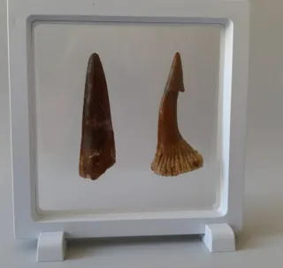 2 Dientes Fósiles Espinosaurio Onchoprists 7.5 cm