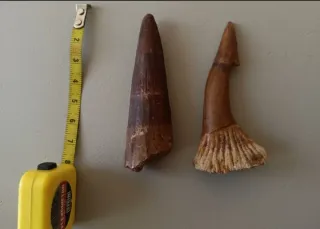 2 Dientes Fósiles Espinosaurio Onchoprists 7.5 cm